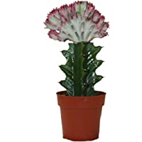 Exotenherz - Euphorbia lactea cristata cae – Olla de 8-5 cm.